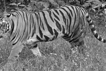 chinese-tree-deity-pi-fang-image-0