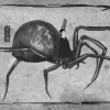Chinese Spider Deity Yushkep Kamui photo 0