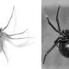 Chinese Deity – The Black Widow Spider image 0