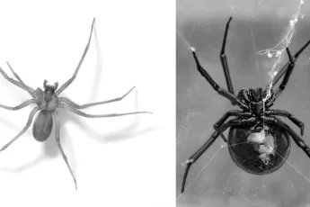 chinese-deity-the-black-widow-spider-image-0