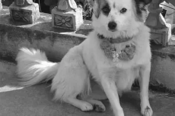 the-chinese-deity-black-dog-image-0