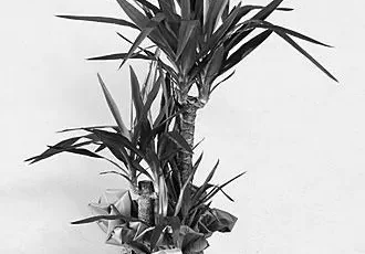 the-many-uses-of-the-yucca-plant-image-0
