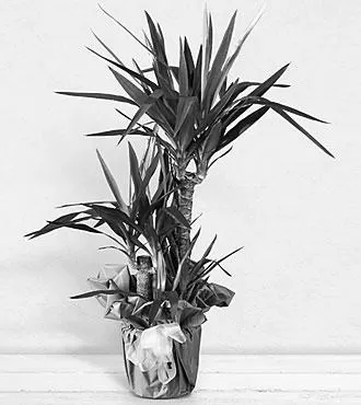 the-many-uses-of-the-yucca-plant-image-0